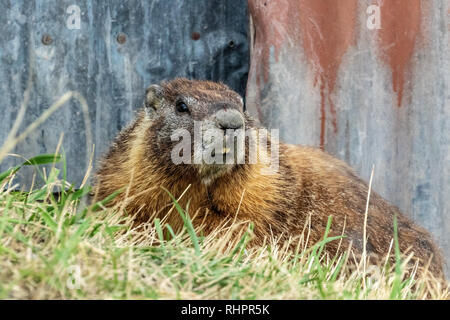 Yellow-bellied Marmot auf Miller Insel in der Klamath Basin von Kalifornien und Oregon. Stockfoto