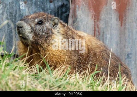 Yellow-bellied Marmot auf Miller Insel in der Klamath Basin von Kalifornien und Oregon. Stockfoto