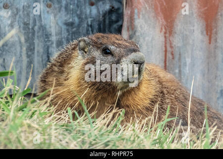 Yellow-bellied Marmot auf Miller Insel in der Klamath Basin von Kalifornien und Oregon. Stockfoto