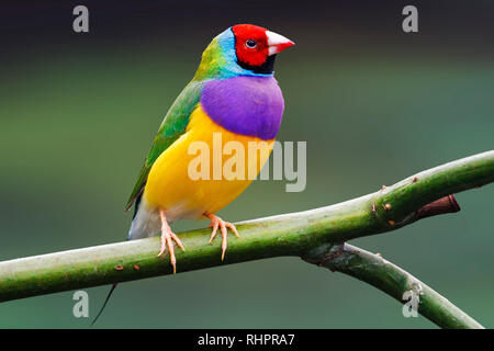 Bunter Vogel sitzt auf einem grünen Hintergrund, wilde Natur Stockfoto