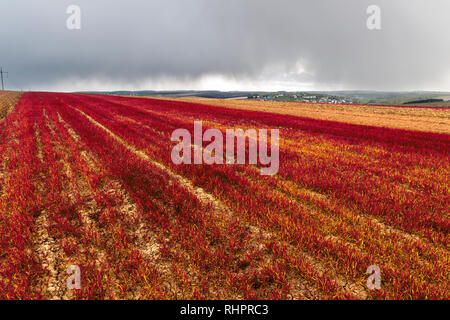 Breites Panorama von Amaranth Rot pflanzen Feld auf dem Hintergrund von weit entfernten Green Village bei bewölktem stürmischen dunklen blauen Himmel. Sommer oder Frühling Landschaft im ländlichen Raum, Stockfoto
