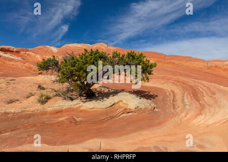 Baum und Muster der gestreifte Felsen, White Pocket, Vermilion Cliffs National Monument, Arizona Stockfoto