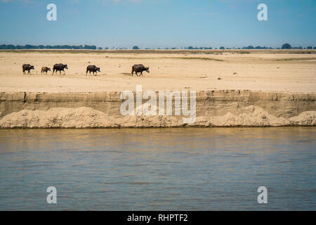 Ein gehört der Wasserbüffel Spaziergang inline auf einer Sandbank zu einem Fluss zu Wasser. Stockfoto