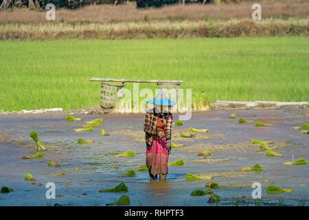 Eine junge weibliche Arbeiter Spaziergänge durch ein Reisfeld, Myanmar angemeldet. Stockfoto