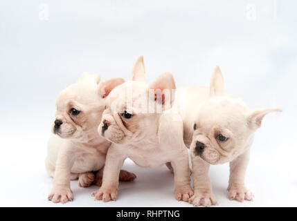 Portrait von drei Französische Bulldogge Welpen auf weißem Hintergrund posiert Stockfoto