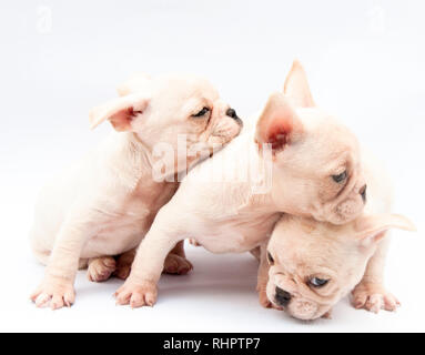 Portrait von drei adorable Bulldogge Welpen in andere Richtung suchen Stockfoto