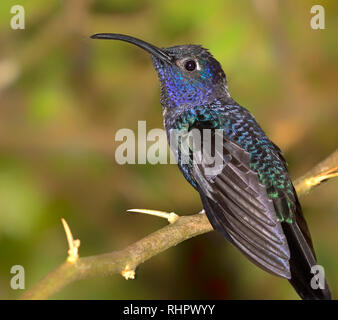 Violett sabrewing (Campylopterus hemileucurus) auf einem Zweig, Alajuela, Costa Rica gehockt Stockfoto