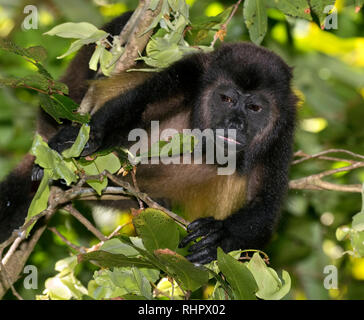 Mantled Brüllaffe (Alouatta palliata) in die Baumkronen des Regenwaldes, Puntarenas, Costa Rica Stockfoto