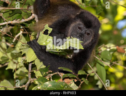 Mantled Brüllaffe (Alouatta palliata) in die Baumkronen des Regenwaldes, Puntarenas, Costa Rica Stockfoto