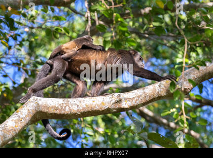 Mantled Brüllaffe (Alouatta palliata) zu Fuß in die Baumkronen des Regenwaldes mit Baby auf dem Rücken, Puntarenas, Costa Rica Stockfoto