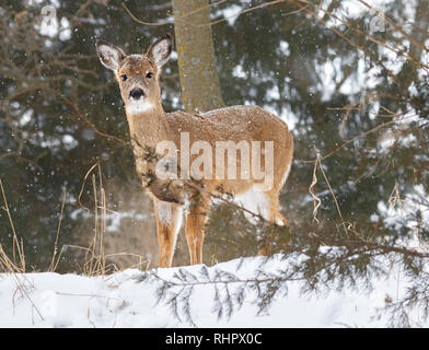 White-Tailed Hirsche während der Schneesturm in Jester Park, Iowa, USA Stockfoto