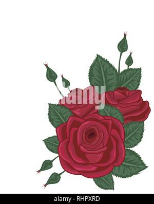 Rote Rosen Vector Illustration auf Weiß Stock Vektor
