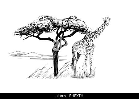 Giraffe in der Nähe ein Baum in Afrika. Hand gezeichnet Abbildung. Sammlung von Hand Illustrationen gezeichnet (Originale, keine tastung) Stockfoto