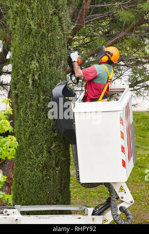 Arbeitnehmer beschneiden ein Baum auf einem Kran ausgestattet. Gartenbau arbeitet Stockfoto