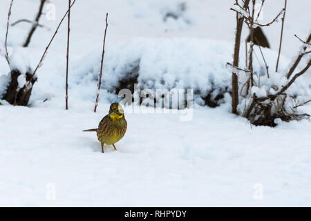 Die Goldammer wären, emberiza Citrinella, auf der Suche nach Essen auf einem schneebedeckten Boden Stockfoto