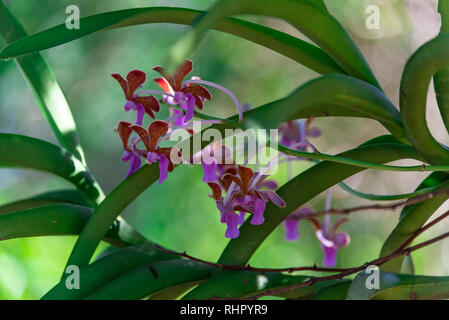 Wild Orchid im Indonesischen Dschungel. Rosa Farbe mit Blättern. Unscharfer Hintergrund. Stockfoto