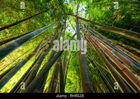 Grüner Bambus Hintergrund. Von unten nach oben Ansicht von Grove aus Bambus Garten Wald. Meditative und Buddhismus Konzept in Marrakesch, Marokko. Stockfoto
