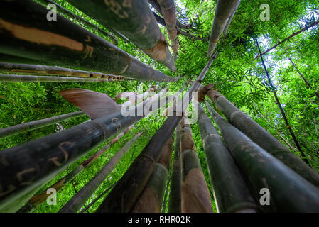 Grüner Bambus Hintergrund. Von unten nach oben Ansicht von Grove aus Bambus Garten Wald. Meditative und Buddhismus Konzept in Marrakesch, Marokko. Stockfoto