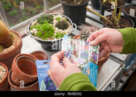 Nahaufnahme des Menschen Gärtner Mann durch das Halten Paket Pakete von Blumensamen im Gewächshaus zu sortieren England Vereinigtes Königreich GB Großbritannien Stockfoto