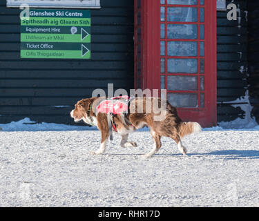 Ski Patrol Lawinenhundes genannt Bodie in Glenshee Skigebiet, Cairngorms National Park, Schottland, Großbritannien Stockfoto