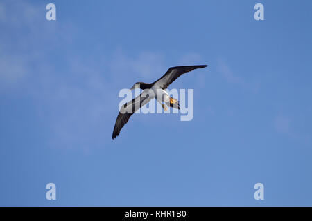 Brown Booby. Sula, leucogaster Stockfoto