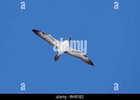 Brown Booby. Sula, leucogaster Stockfoto