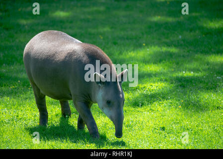 Tapir auf gras wiese Stockfoto