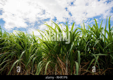 Zuckerrohr Blätter auf Bauernhof mit den blauen Himmel. Stockfoto