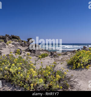 Quadratisches Bild von Kreta Landschaft. Mittelmeer Küste mit weißen Sandstrand, Felsformationen, schönen blühenden gelben Blumen und dem klaren, blauen Stockfoto