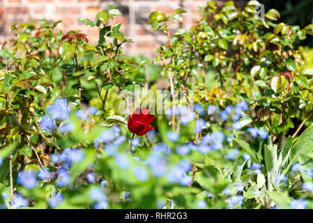 Einzelne rote Rose im Garten mit vergissmeinnicht vor Stockfoto