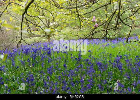 Bereich der violetten Glockenblumen Stockfoto
