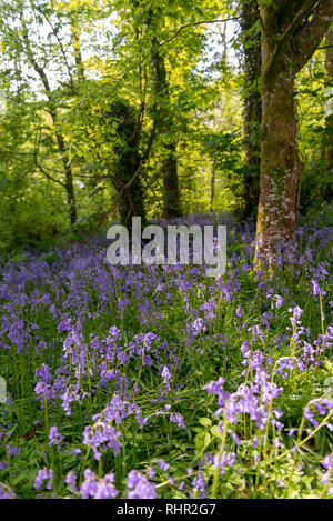 Bluebells Feld in den Wald Stockfoto