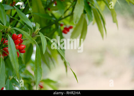 Rote Beeren der Anlage Daphne mezereum Stockfoto