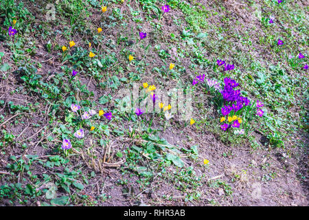 Bunte Frühlingsblumen. Primeln, auf einem Hügel. Bunt blühende Krokusse. Konzept Der erste Frühling Pflanzen, Jahreszeiten Stockfoto