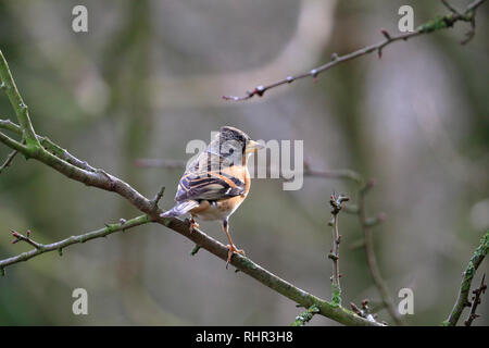 Erwachsene männliche Bergfink, Fringilla montifringilla thront auf einem Zweig, England, UK. Stockfoto