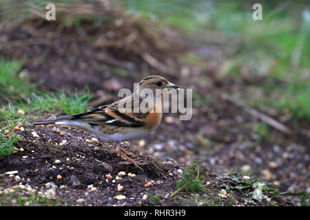 Erwachsene Frau Bergfink, Fringilla montifringilla Essen Samen in einem Garten, England, UK. Stockfoto