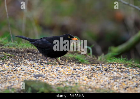 Erwachsene männliche Amsel, Turdus merula Fütterung auf Samen in einem Waldgebiet, England, UK. Stockfoto