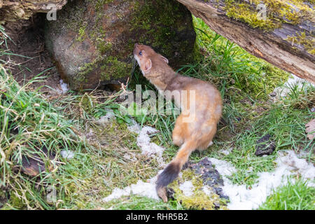 Weasel oder zumindest Wiesel (Mustela nivalis) im Schnee Stockfoto