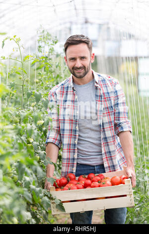 Portrait von Mitte nach Bauer die Tomaten in Kiste auf der Farm Stockfoto