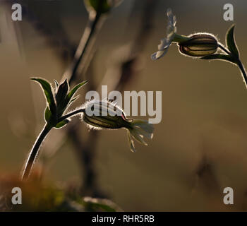 Hintergrundbeleuchtung schöne Blumen aus einer behaarte Pflanze. Ende des Tages Licht. Stockfoto