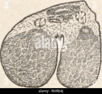 . Die biologische Bulletin. Biologie; Zoologie; Biologie; Meeresbiologie. Entwicklung DER FROSCH S EI. 303 Die gestrichelten Linien in Abb. 1 gezeigt. 4 Bär Ziffern wie Corre - ernährungsbereich zu den ebenen Abschnitt durch die nachfolgenden Abbildungen 7 und 8 dargestellt. Der Querschnitt von 7 vertreten, daher fließt durch den Embryo auf der Ebene der Faltung des Neuralrohrs. Die beiden Hälften des Eigelb Masse mit Teilen der. Abb. 7. enteron Die gehören, die der cephalen Ende und das andere auf das kaudale Ende des Embryos, dargestellt von einander durch eine tiefe Kluft gesäumt von ektoderm getrennt. Dorsale t Stockfoto