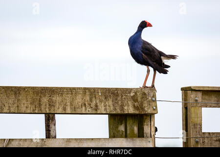 Teal Sumpf Henne, Neuseeland Pukeko Stockfoto