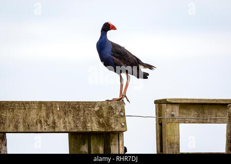 Teal Sumpf Henne, Neuseeland Pukeko Stockfoto