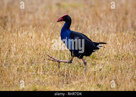 Teal Sumpf Henne, Neuseeland Pukeko Stockfoto