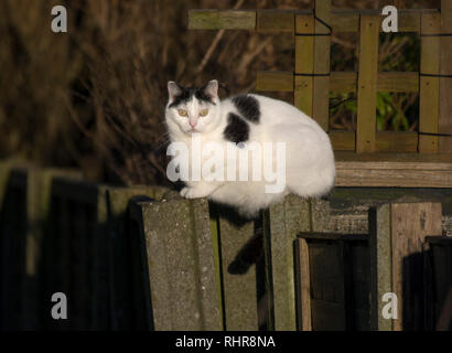 Schwarze und weiße Katze saß auf einem Gartenzaun in Großbritannien Stockfoto