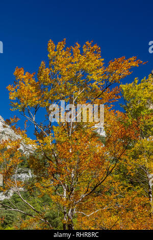 Ahornbaum mit Herbst Farben in Añisclo, Ordesa, Huesca, Aragon, Spanien, Europa Stockfoto