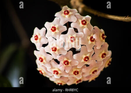 Hoya Waxplant Blume Stockfoto
