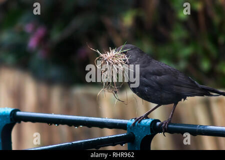 Blackbird sammeln Material ein Nest, in einem Garten gehockt zu bauen Stockfoto