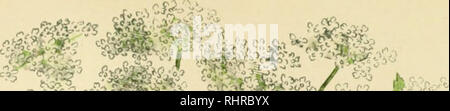. Billeder af Nordens Flora. Pflanzen. 252.. Bitte beachten Sie, dass diese Bilder sind von der gescannten Seite Bilder, die digital für die Lesbarkeit verbessert haben mögen - Färbung und Aussehen dieser Abbildungen können nicht perfekt dem Original ähneln. extrahiert. Lindman, C.A.M. (Carl Axel Magnus), 1856-1928. København, G.E.C. Gad Stockfoto