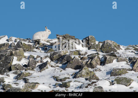 Berg Hase Lepus timidus - sitzen unter den Felsen auf dem Gipfel des Berges in der Seite Profil gegen den blauen Himmel - im Cairngorms Nationalpark, Schottland, Großbritannien Stockfoto